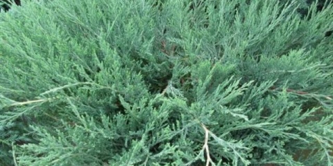 Obična smreka: opis, svojstva i primjena